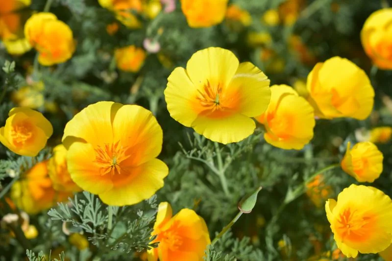 Californian Poppy