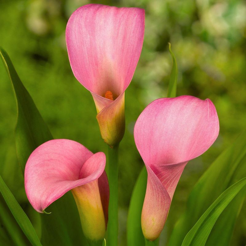 Calla Lily