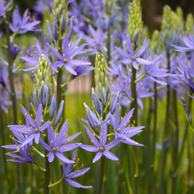 Camassia