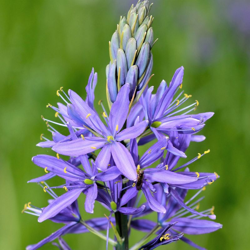 Camassia