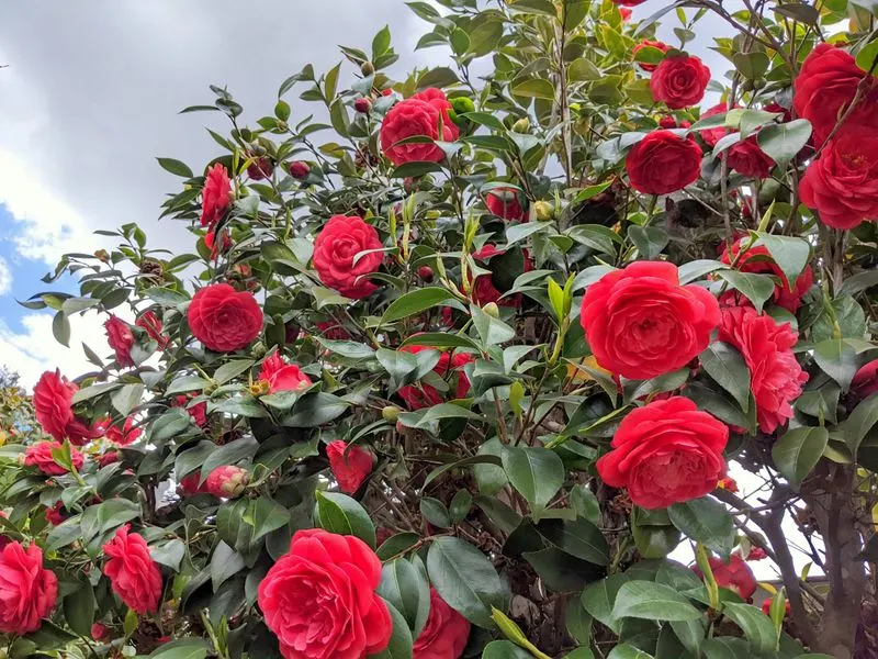 Camellia 'Queen Elizabeth II'