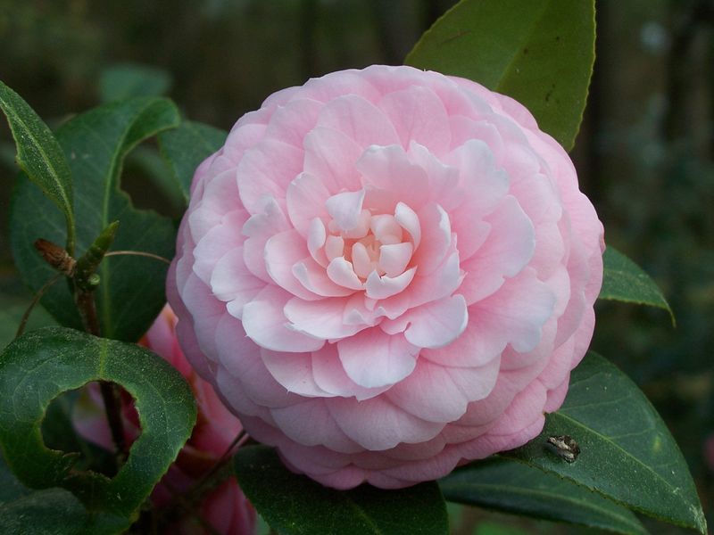 Camellia