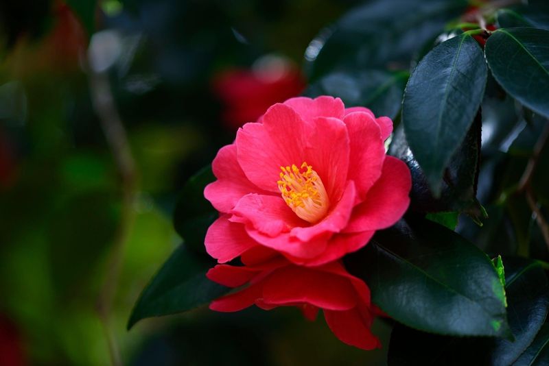 Camellia