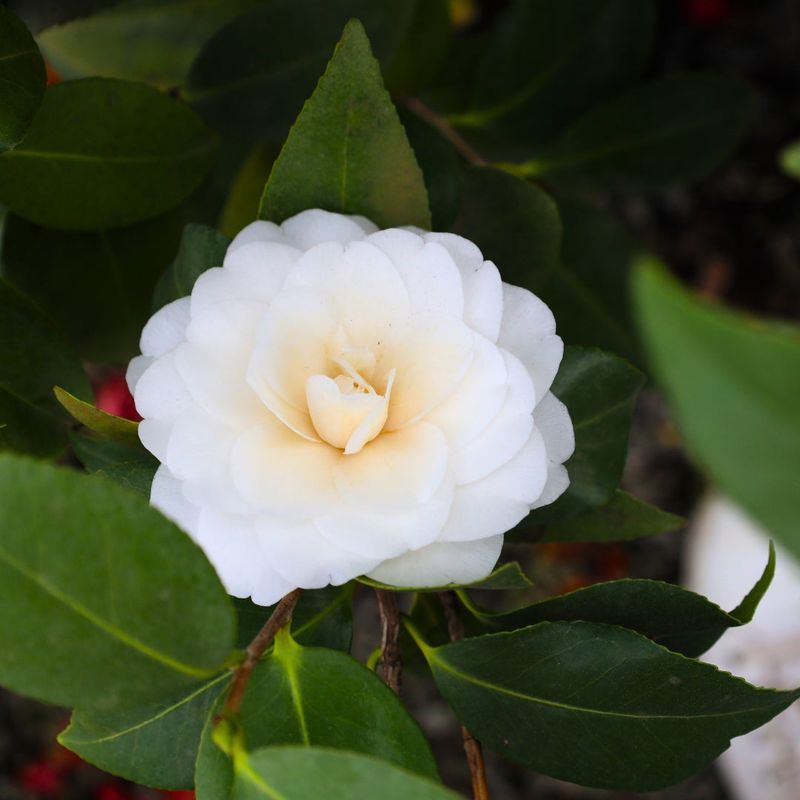 Camellia