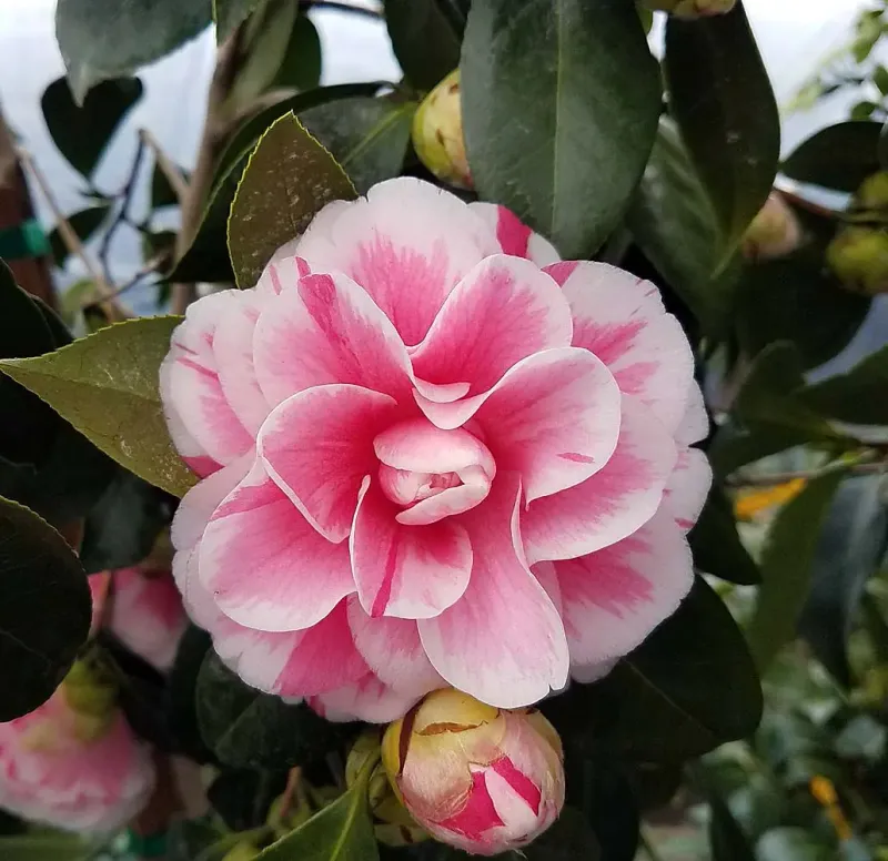 Camellia