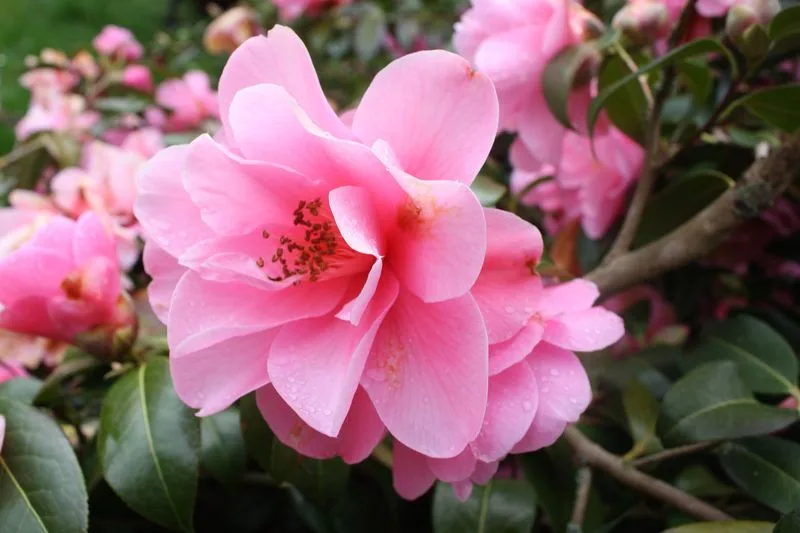 Camellias