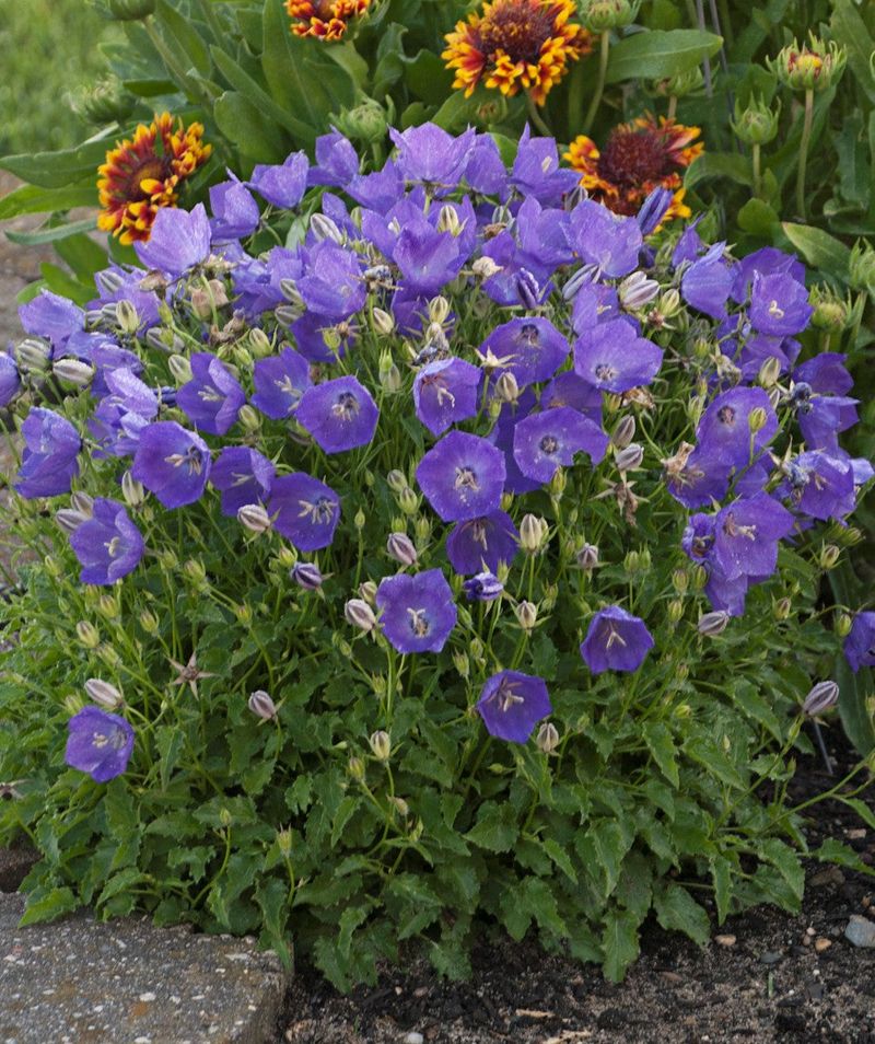 Campanula