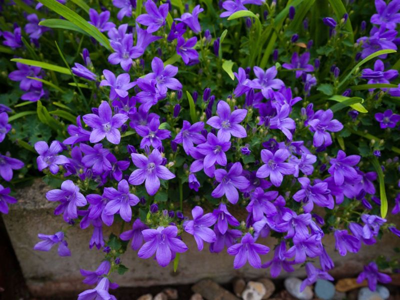 Campanula (Bellflower)