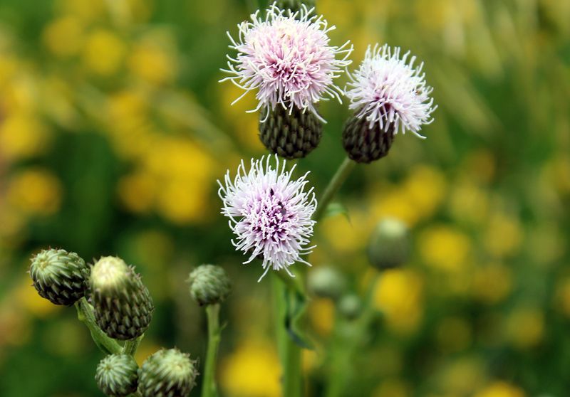 Canada Thistle