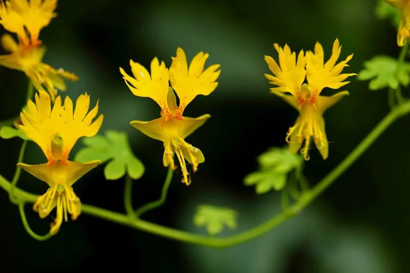 Canary Creeper (Tropaeolum peregrinum)