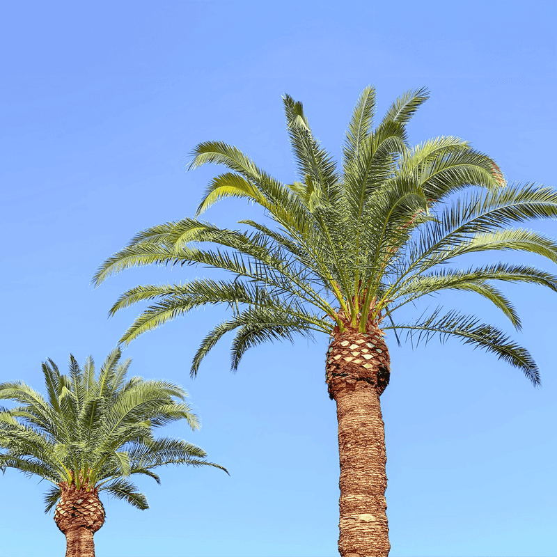 Canary Island Date Palm