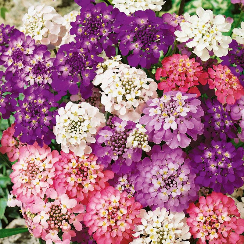 Candytuft