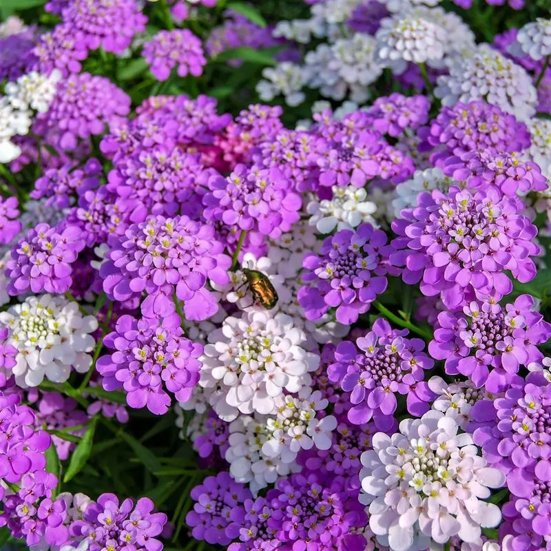 Candytuft