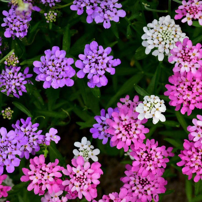 Candytuft (Iberis)