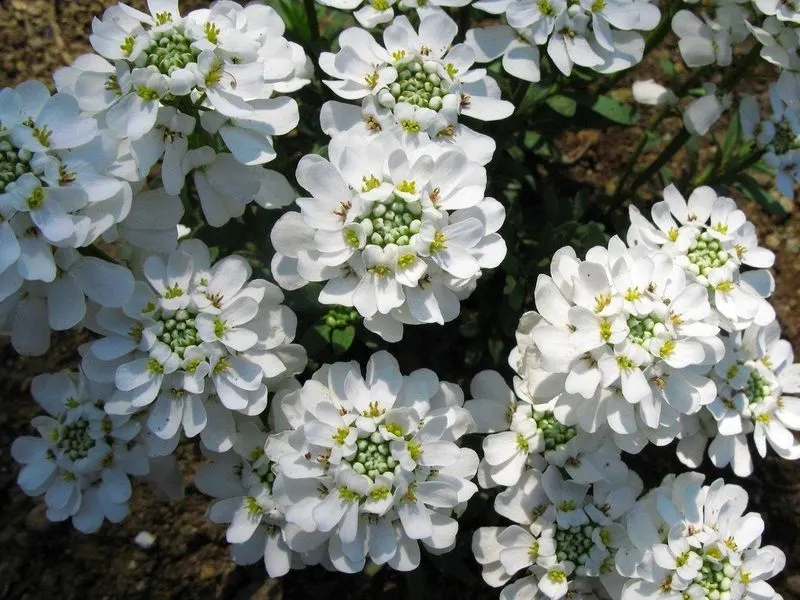 Candytuft