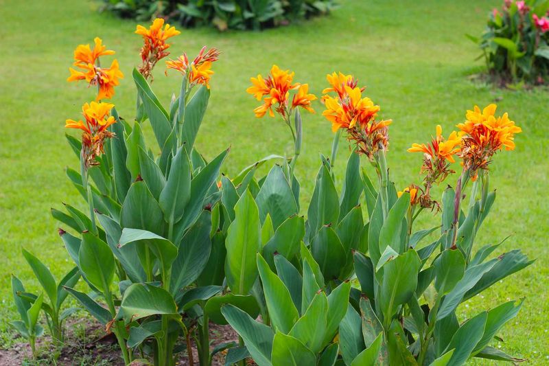 Canna Lily