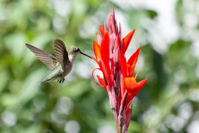 Canna Lily