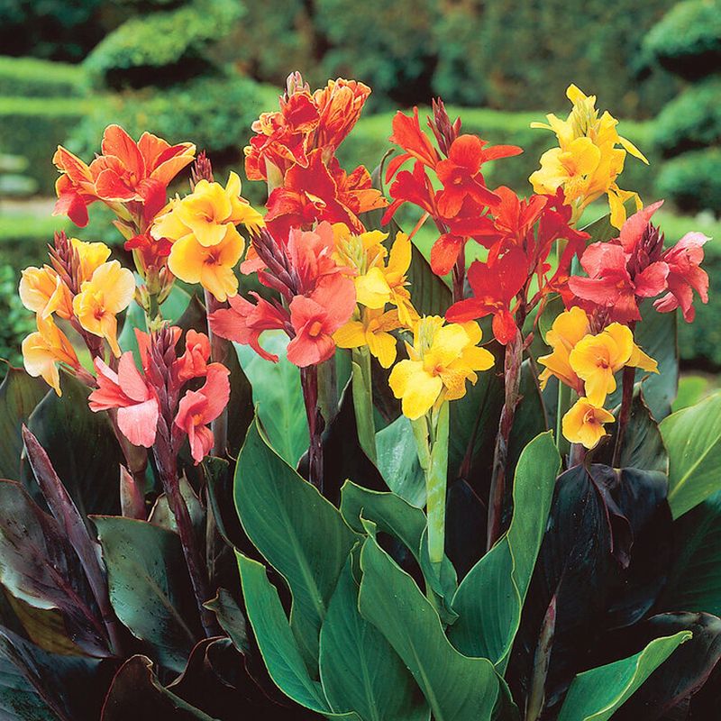 Canna Lily