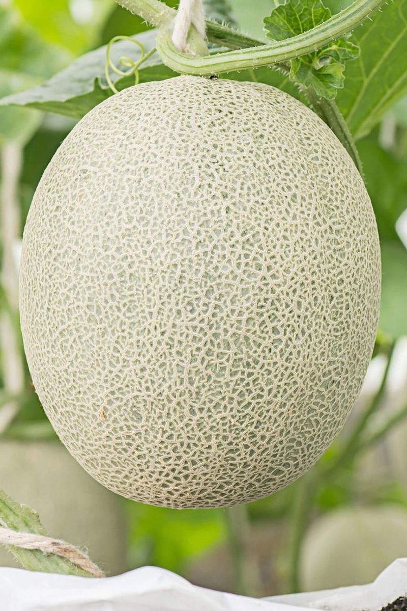 Cantaloupes