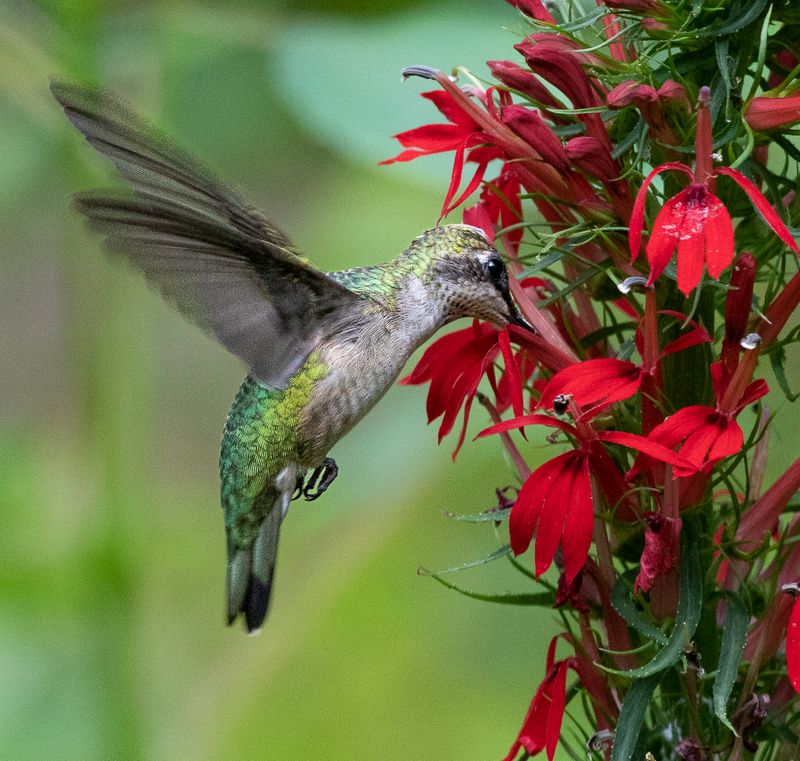 Cardinal Flower