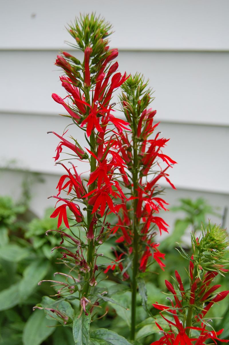 Cardinal Flower