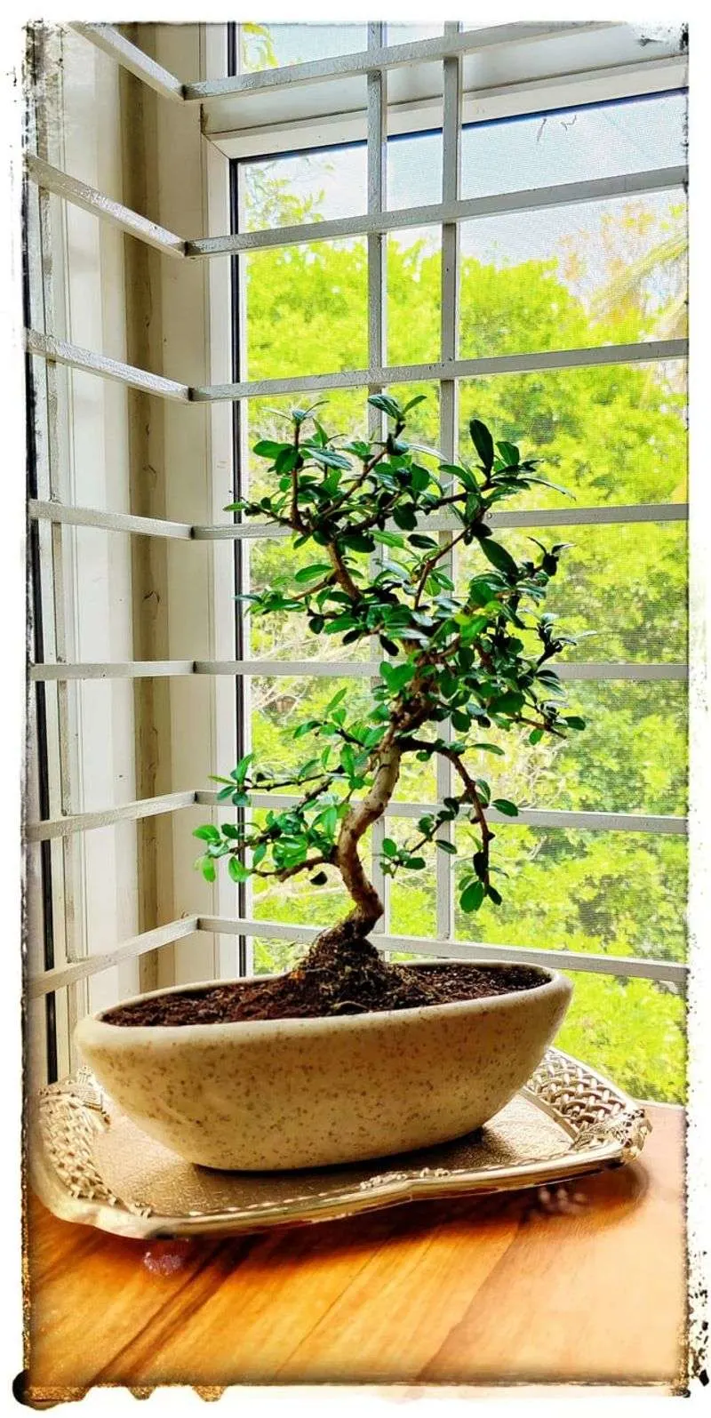 Carmona Bonsai