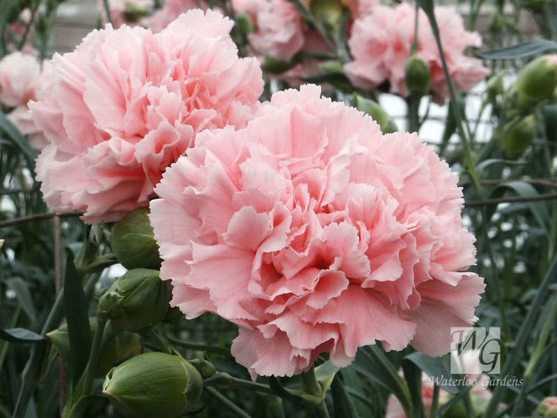 Carnation