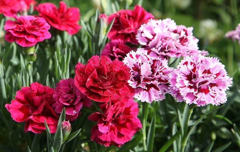 Carnation Exchange in South Korea