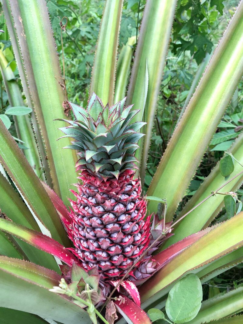 Carnivorous Pineapple