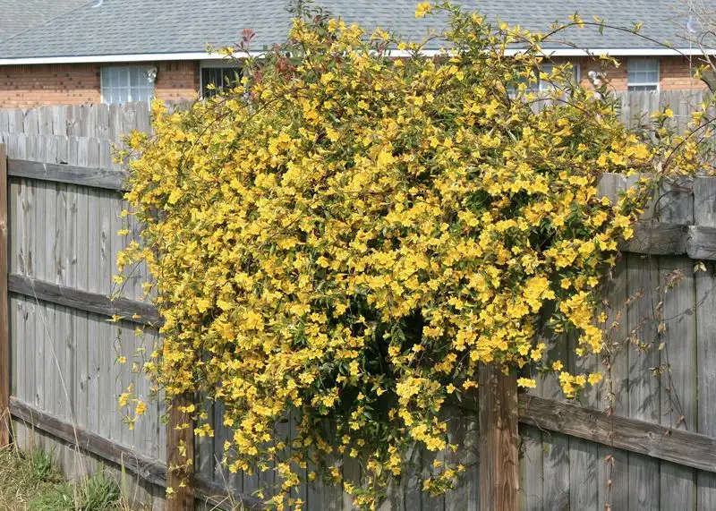 Carolina Jessamine