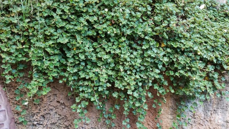 Carpet Raspberry (Rubus pentalobus)