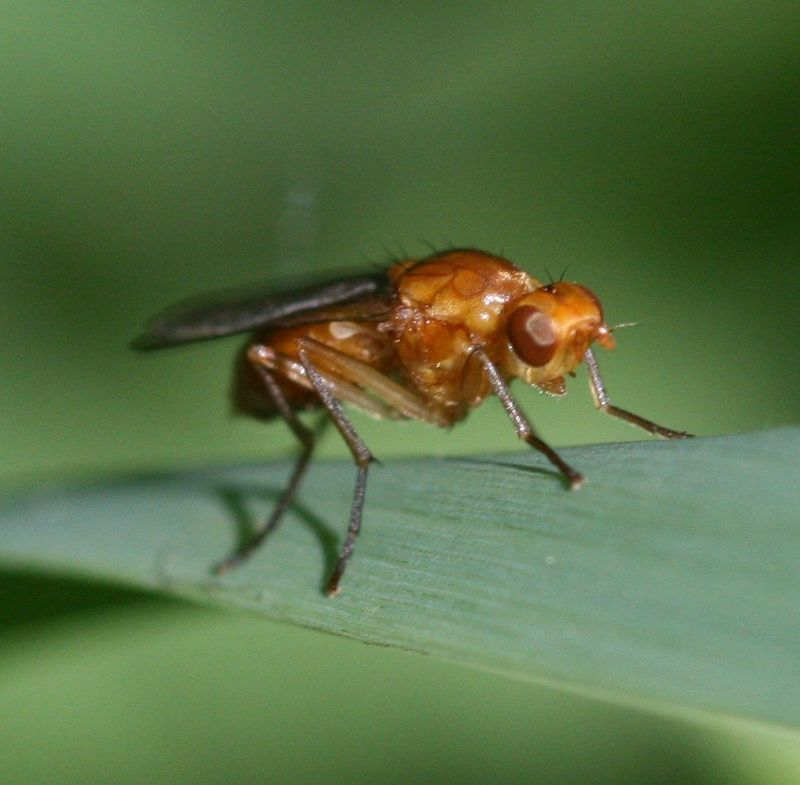 Carrot Rust Flies