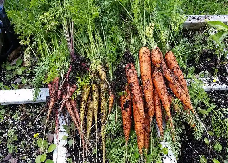 Carrots
