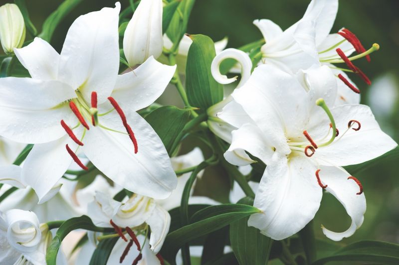 Casa Blanca Lily