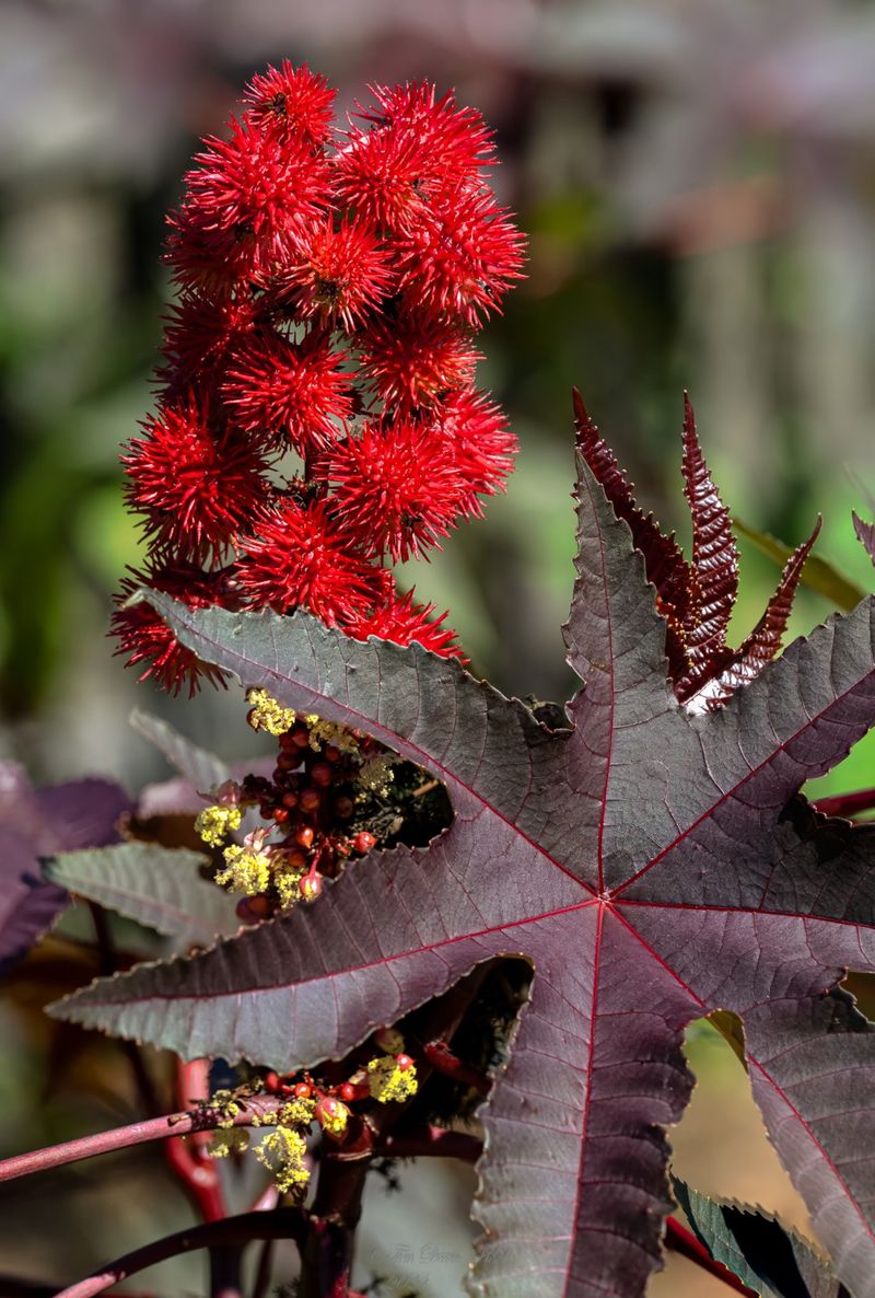 Castor Bean