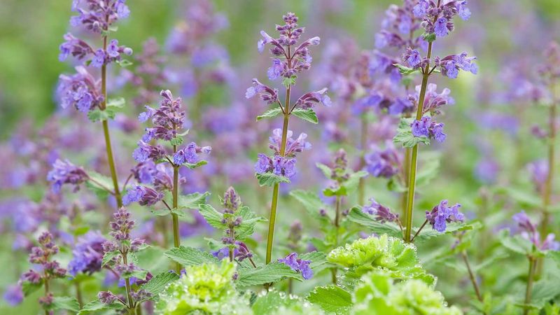 Catmint