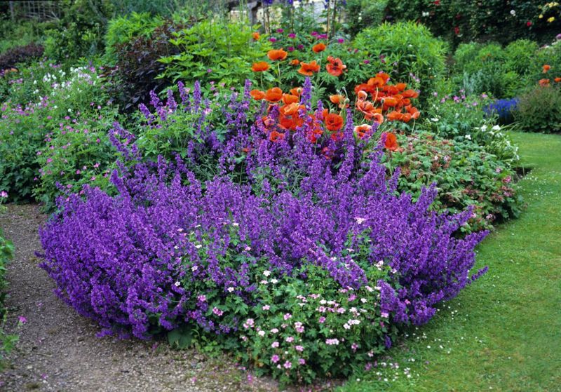 Catmint Cascade