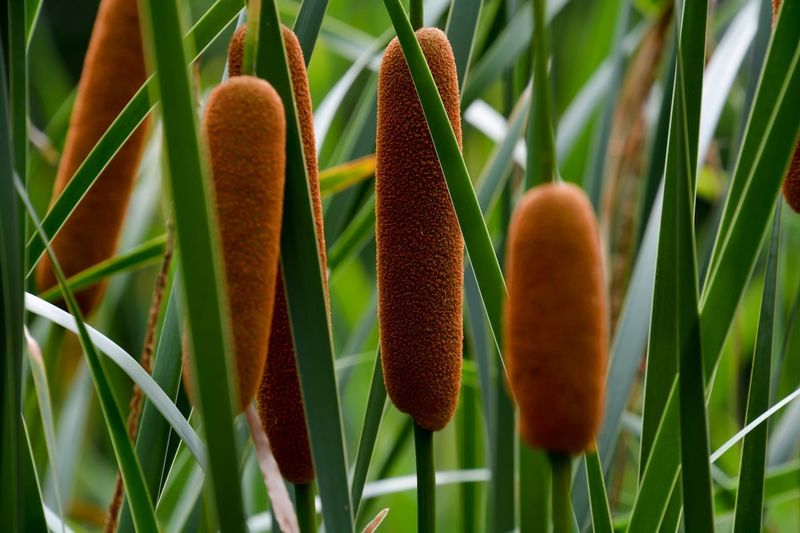 Cattail