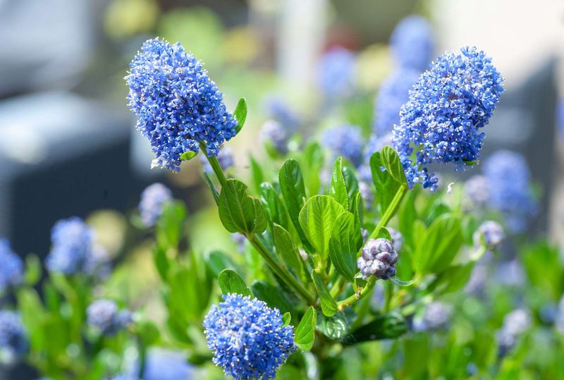 Ceanothus (California Lilac)