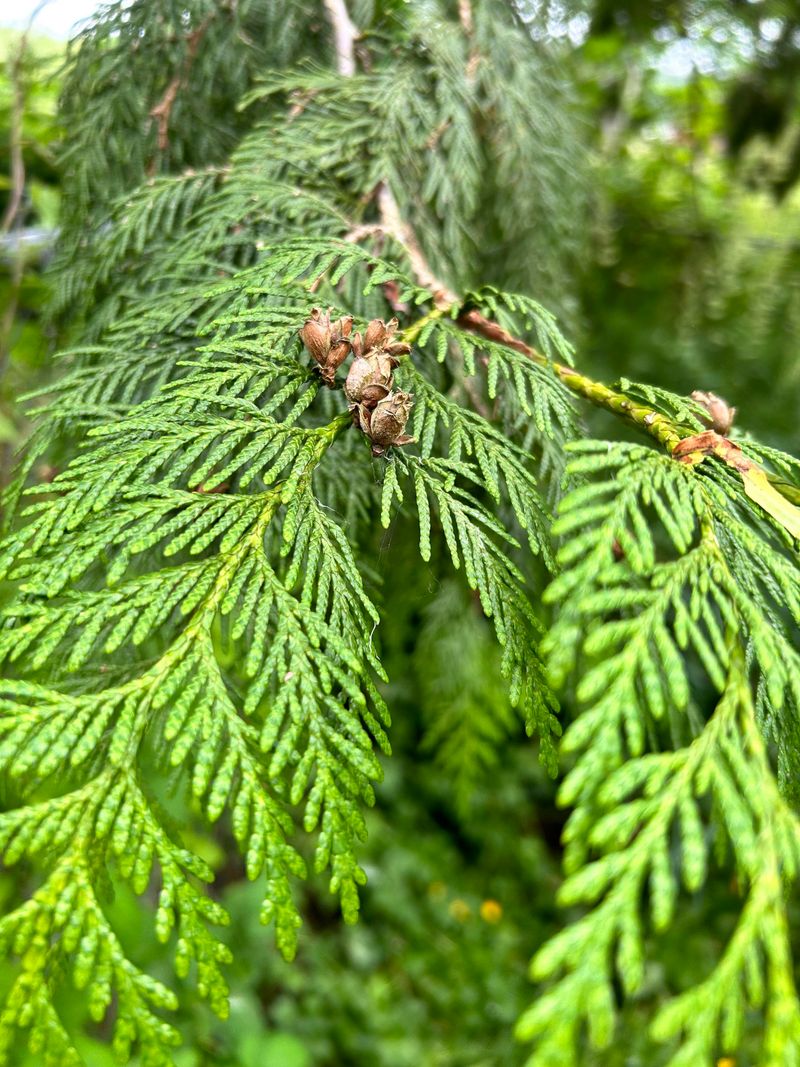 Cedar Tree