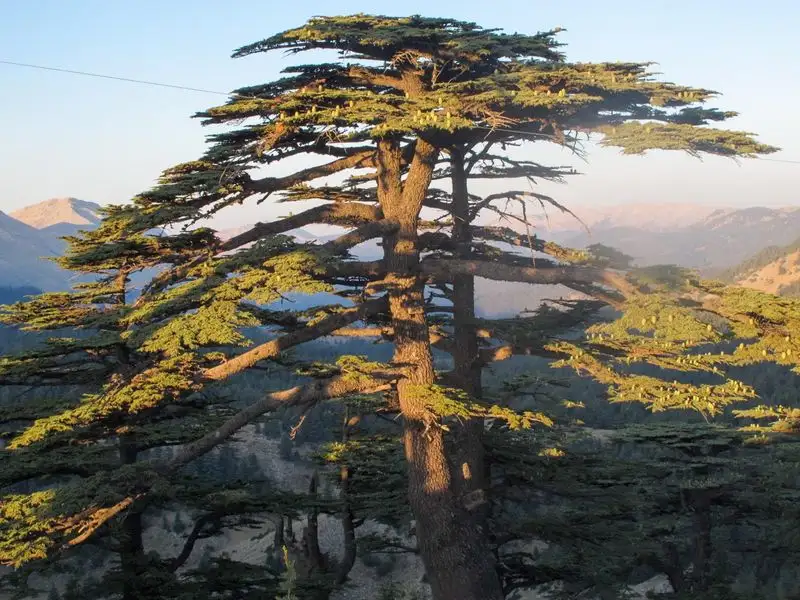 Cedar of Lebanon