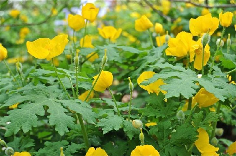 Celandine Poppy