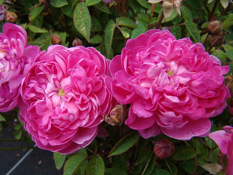 Centifolia Rose