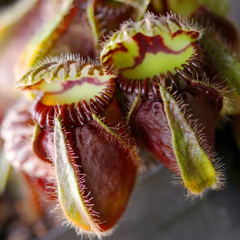 Cephalotus Follicularis