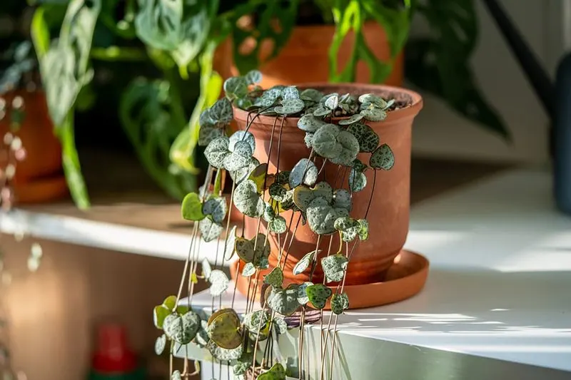 Ceropegia Woodii