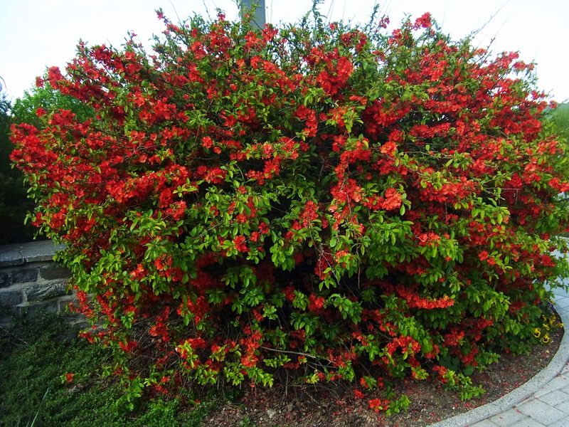 Chaenomeles (Flowering Quince)