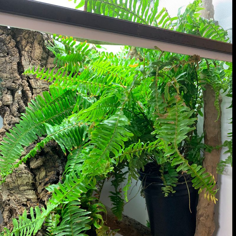 Chameleon Fern