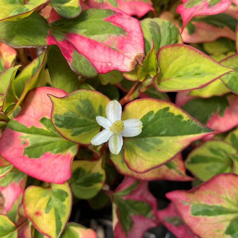 Chameleon Plant