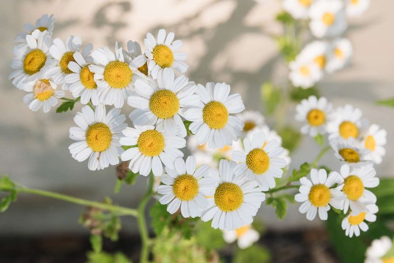 Chamomile