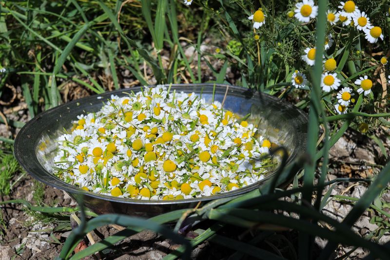 Chamomile